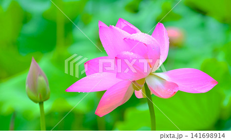 ピンク色が綺麗なハスの花 ピンク色が綺麗なハスの花 141698914