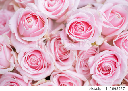 ピンクの薔薇の花 ピンクの薔薇の花 141698927
