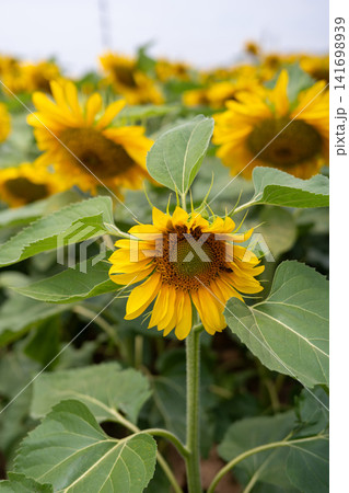 Blooming Sunflowers in Summer Field Under Natural Light. Blooming Sunflowers in Summer Field Under Natural Light. 141698939