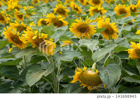 Close Up of Blooming Sunflower Flower in Summer. 141698943