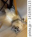 猫　サイベリアン 141699115