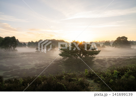 Westruper Heide, Haltern, North Rhine Westphalia, Germany Westruper Heide, Haltern, North Rhine Westphalia, Germany 141699139