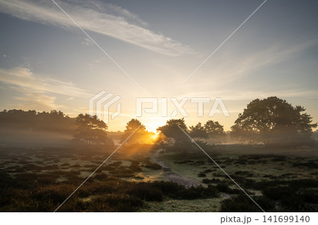 Westruper Heide, Haltern, North Rhine Westphalia, Germany 141699140