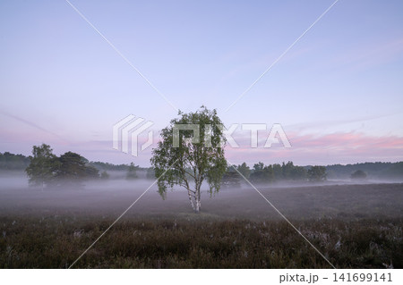 Westruper Heide, Haltern, North Rhine Westphalia, Germany Westruper Heide, Haltern, North Rhine Westphalia, Germany 141699141