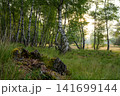 Westruper Heide, Haltern, North Rhine Westphalia, Germany 141699144