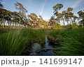 Diersfordter forest, Hamminkeln, North Rhine Westphalia, Germany 141699147