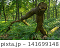 Diersfordter forest, Hamminkeln, North Rhine Westphalia, Germany 141699148