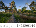 Diersfordter forest, Hamminkeln, North Rhine Westphalia, Germany 141699149