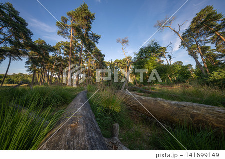 Diersfordter forest, Hamminkeln, North Rhine Westphalia, Germany Diersfordter forest, Hamminkeln, North Rhine Westphalia, Germany 141699149
