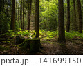 Hohe Mark Forest, Haltern, North Rhine Westphalia, Germany 141699150