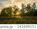 Diersfordter forest, Wesel, North Rhine Westphalia, Germany 141699151