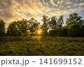 Diersfordter forest, Wesel, North Rhine Westphalia, Germany 141699152