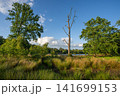 Diersfordter forest, Wesel, North Rhine Westphalia, Germany 141699153