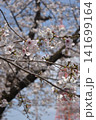 東京タワーと桜 141699164