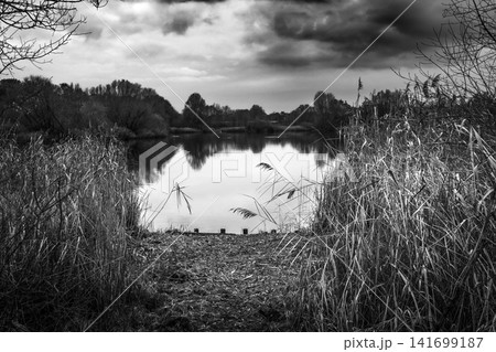 Quiet Lake Framed by Reeds Under a Dramatic Sky 141699187