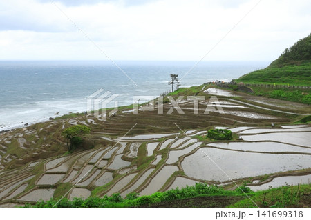 能登震災後の白米千枚田 能登震災後の白米千枚田 141699318
