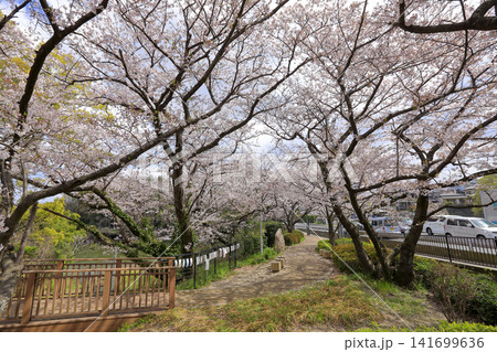 福岡市南区の桧原桜公園の桜 福岡市南区の桧原桜公園の桜 141699636