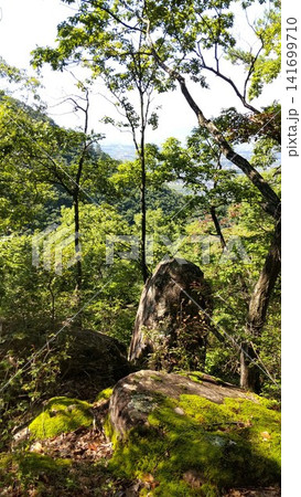 山の神様の使い?30分間先導し石造の脇へ姿を消したヤマドリとの思い出 山の神様の使い?30分間先導し石造の脇へ姿を消したヤマドリとの思い出 141699710