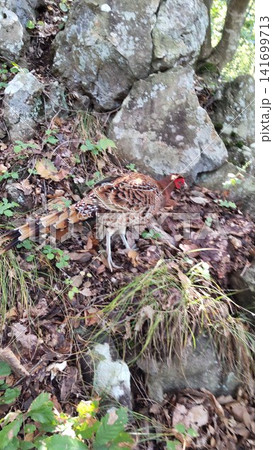 登山道をひたむきに道案内！30分間並んで歩いたヤマドリとの出会い 141699713