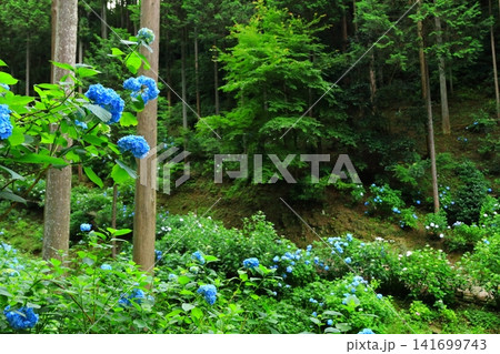 あきる野市　南沢あじさい山の紫陽花 141699743