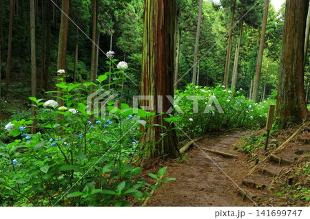 あきる野市 南沢あじさい山の紫陽花 あきる野市 南沢あじさい山の紫陽花 141699747