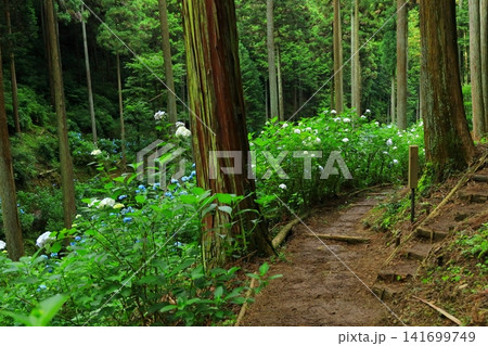 あきる野市 南沢あじさい山の紫陽花 あきる野市 南沢あじさい山の紫陽花 141699749