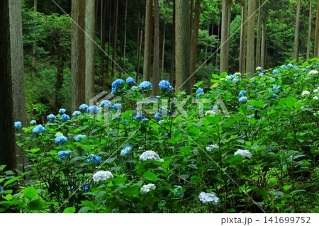 あきる野市 南沢あじさい山の紫陽花 あきる野市 南沢あじさい山の紫陽花 141699752