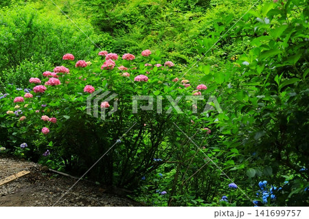 あきる野市 南沢あじさい山の紫陽花 あきる野市 南沢あじさい山の紫陽花 141699757