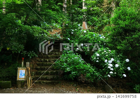 あきる野市 南沢あじさい山の紫陽花 あきる野市 南沢あじさい山の紫陽花 141699758