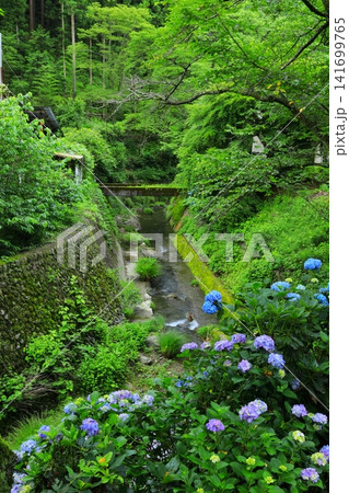 あきる野市　南沢あじさい山の紫陽花 141699765