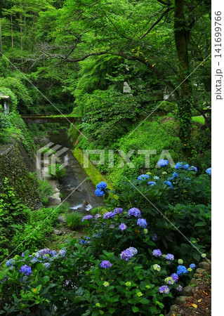あきる野市 南沢あじさい山の紫陽花 あきる野市 南沢あじさい山の紫陽花 141699766