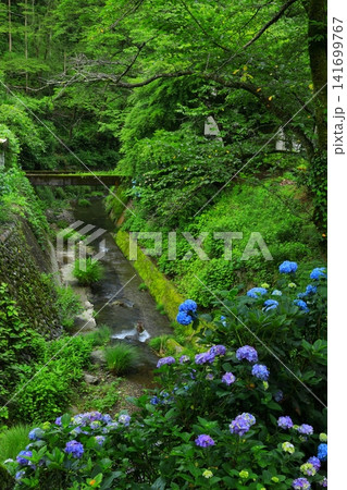 あきる野市 南沢あじさい山の紫陽花 あきる野市 南沢あじさい山の紫陽花 141699767