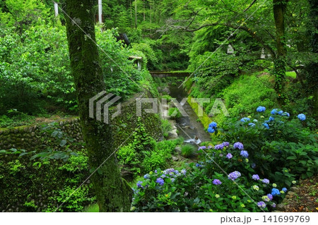 あきる野市 南沢あじさい山の紫陽花 あきる野市 南沢あじさい山の紫陽花 141699769