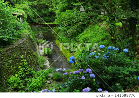 あきる野市 南沢あじさい山の紫陽花 あきる野市 南沢あじさい山の紫陽花 141699770