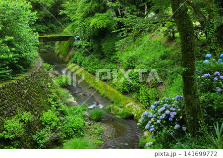 あきる野市　南沢あじさい山の紫陽花 141699772