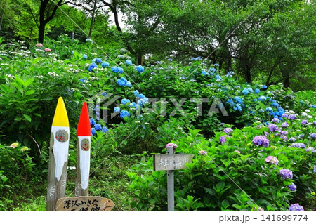 あきる野市 南沢あじさい山の紫陽花 あきる野市 南沢あじさい山の紫陽花 141699774
