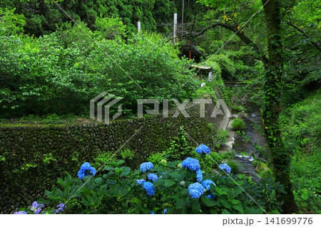 あきる野市 南沢あじさい山の紫陽花 あきる野市 南沢あじさい山の紫陽花 141699776