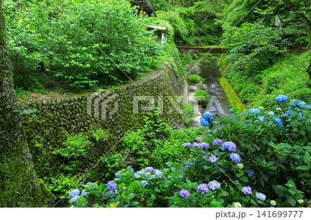 あきる野市 南沢あじさい山の紫陽花 あきる野市 南沢あじさい山の紫陽花 141699777