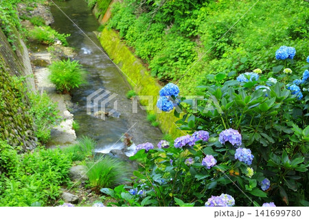 あきる野市 南沢あじさい山の紫陽花 あきる野市 南沢あじさい山の紫陽花 141699780
