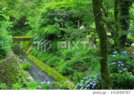 あきる野市　南沢あじさい山の紫陽花 141699787