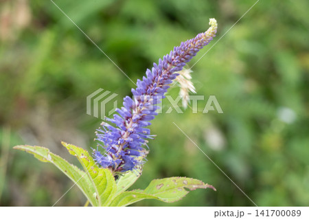 紫色の花穂 紫色の花穂 141700089