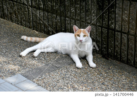 2025年夏生まれ1歳のオス猫しろちゃん-004 141700446