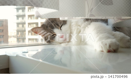カーテンの下でうたたねするノルウェージャンフォレストキャット カーテンの下でうたたねするノルウェージャンフォレストキャット 141700496