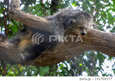 Binturong Bearcat Sleeping on Tree Branch with Tongue Out in Tropical Forest Binturong Bearcat Sleeping on Tree Branch with Tongue Out in Tropical Forest 141700577