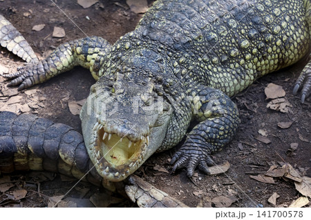Crocodile with Open Mouth Showing Sharp Teeth in Close Up Front View on Ground Crocodile with Open Mouth Showing Sharp Teeth in Close Up Front View on Ground 141700578