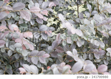 Variety of evergreen trees in pots at garden market Variety of evergreen trees in pots at garden market 141700980