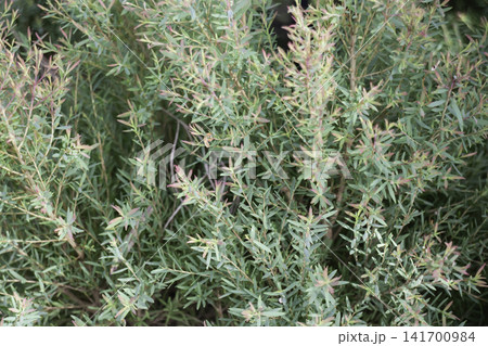 Variety of evergreen trees in pots at garden market Variety of evergreen trees in pots at garden market 141700984