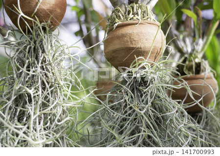 Variety of evergreen trees in pots at garden market Variety of evergreen trees in pots at garden market 141700993