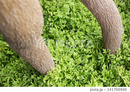 Variety of evergreen trees in pots at garden market Variety of evergreen trees in pots at garden market 141700998