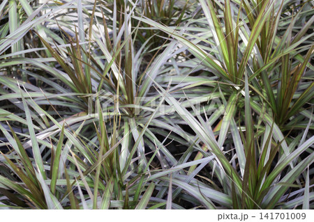 Variety of evergreen trees in pots at garden market Variety of evergreen trees in pots at garden market 141701009